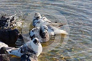 Pigeons water to bathe. A group of multicolored grays.