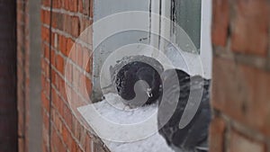 Pigeons on the window on a cold winter day,