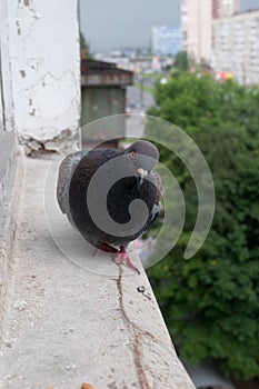 Pigeons on the windowsill