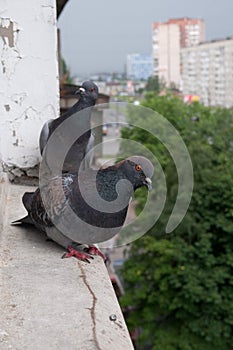 Pigeons on the windowsill
