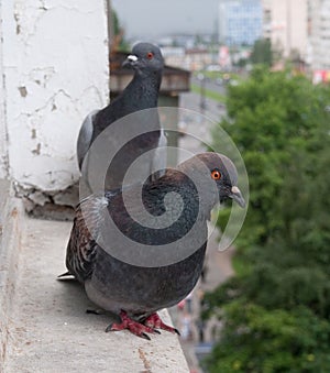 Pigeons on the windowsill