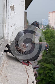 Pigeons on the windowsill