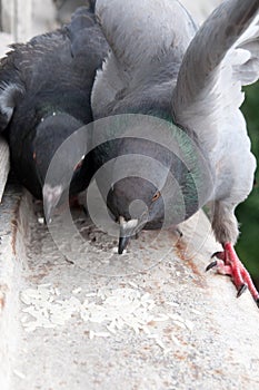 Pigeons on the windowsill