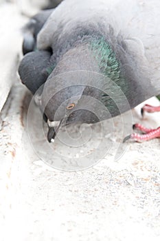 Pigeons on the windowsill