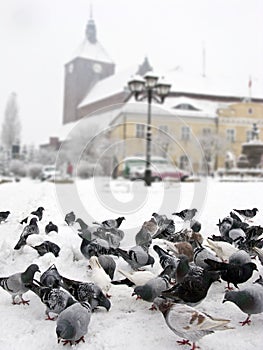 Palomas en el invierno la ciudad 