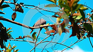 Pigeons in the winter green, triscape