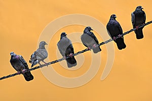 Pigeons on wire