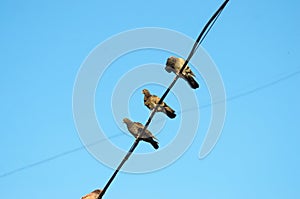 Pigeons on a wire in clear blue sky