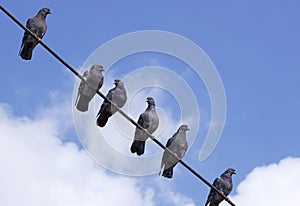 Pigeons on a wire - RAW format