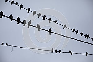 Pigeons on wires. Silhouettes of birds against sky. Pigeons sit on wire in group