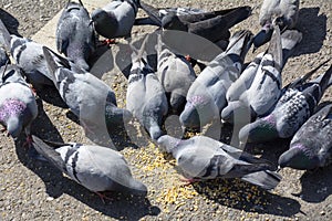 Pigeons in Yili