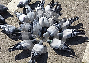 Pigeons in Yili