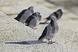 Pigeons of Yokohama Japan