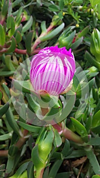 Pigface Flower