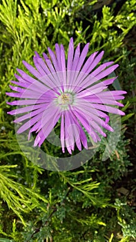 Pigface flowers are very pretty