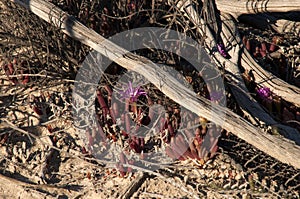 Pigface plant growing in sand near salt lake