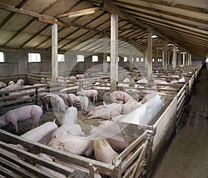 PigFarm photo