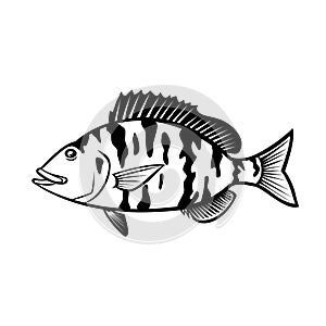 Pigfish Orthopristis Chrysoptera or Piggy Perch Side View Cartoon Black and White photo