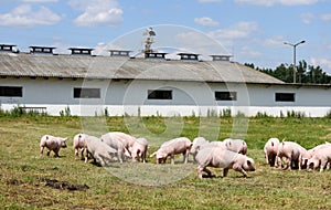 Piggies graze together on animal farm summertime