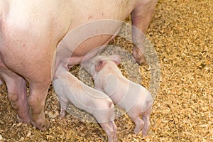 Piggies and Sow