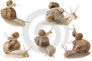 Piggy back snails