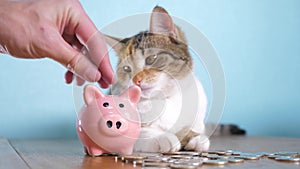 Piggy bank and cat teamwork funny video money concept finance business accounting. Money cat pet pile growing money and