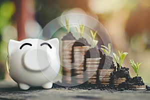 Piggy bank coins with money stack step growth saving money.