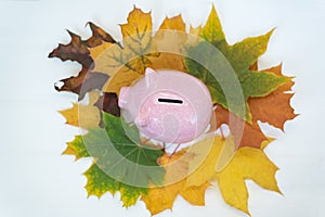 Piggy Bank standing on yellow autumn leaves on white background. Top view. Discounts black Friday
