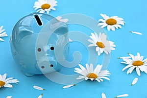 Piggy bank stands on a blue background surrounded by daisies.