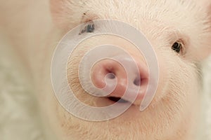 Piggy close-up. portrait of a cute pig. Piglet is smiling