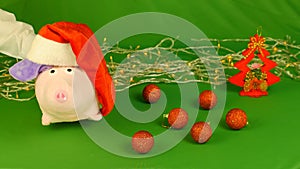 Piggy or mumps wearing Santa Claus`s hat, New year 2019 and christmas, on green Chroma key