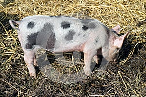 The piggy pig on the farm. Small pig outside digging dirt playing on farm.