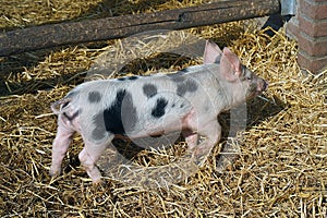The piggy pig on the farm. Small pig outside digging dirt playing on farm