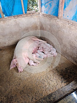 Piggy-wiggy birth photo