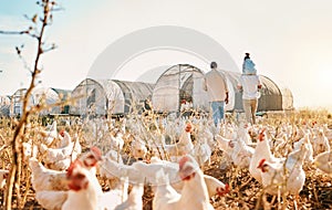 Piggyback, gay couple and chicken with black family on farm for agriculture, environment and bonding. Relax, health and