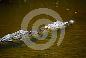 Piggyback on Momma Gator