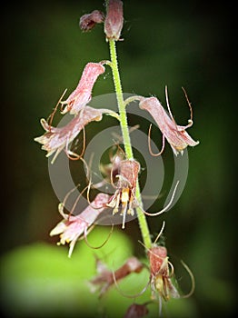 Piggyback Plant - Tolmiea menziesii