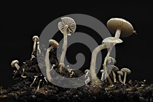 The Piggyback Shanklet Collybia cirrhata is an inedible mushroom