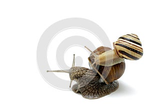 Piggyback Snail Note