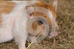 Piglet baby pig image