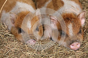 Piglet baby pig image
