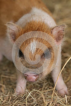 Piglet baby pig image