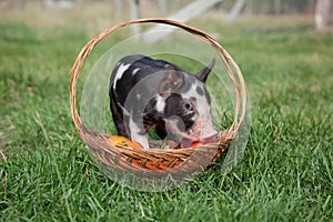 Piglet in a basket