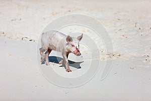 Piglet at beach