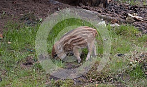 Piglet or boarlet. Young baby boar. Sus scrofa, wild swine or pig.