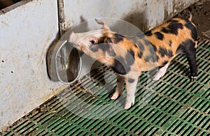 Piglet drinking water from faucet