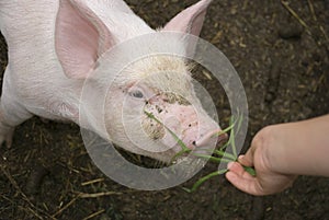 Piglet eating grass