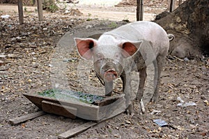 Piglet eating out of wooden trough
