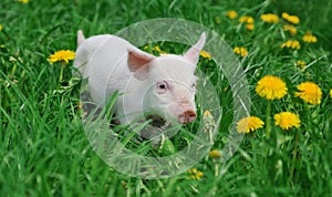 Piglet on farm