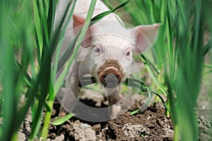 Piglet on farm